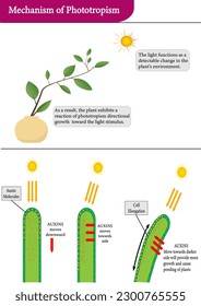 Mechanism of Phototropism in Plants
