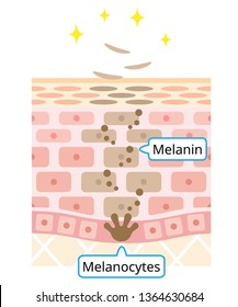 mechanism of skin cell turnover illustration. Melanin and melanocytes in human skin layer. beauty and skin care concept