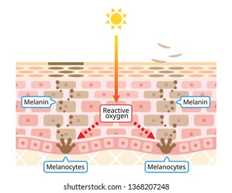 mechanism of skin cell turnover illustration. Melanin and melanocytes with human skin layer. beauty and skin care concept. beauty and skin care concept
