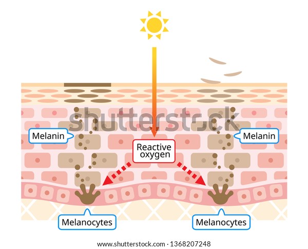 Mechanism Skin Cell Turnover Illustration Melanin Stock Vector (Royalty ...