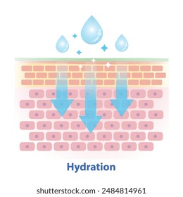 The mechanism of skin hydration vector illustration on white background. Cross section of skin barrier layer hydration, attract, absorb water, moisture and seal on the skin to prevent water loss.