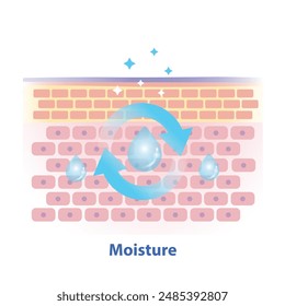 El mecanismo de la ilustración de la humedad de la piel sobre fondo blanco. Corte transversal de la capa de barrera de la piel que la humedad proviene de lípidos, ceramidas y aminoácidos que le dan a la piel para prevenir la pérdida de agua.