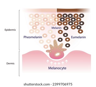 The mechanism of skin pigmentation vector on white background. Comparison of two types of melanin, eumelanin and pheomelanin are produced by melanocytes in the epidermal layer of the skin.