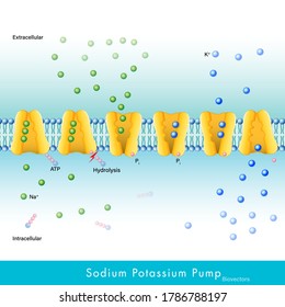 mechanism of Sodium potassium pump. steps of odium potassium pump. Also called as Transmembrane ATPase. function: P-type ATPases.