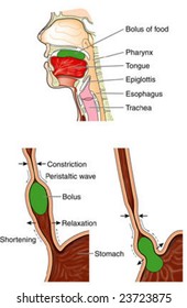 Mechanism of swallowing