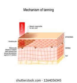 mechanism of tanning. skin pigmentation. Cross-section of the human skin. Vector illustration for biological, science, medical and educational use