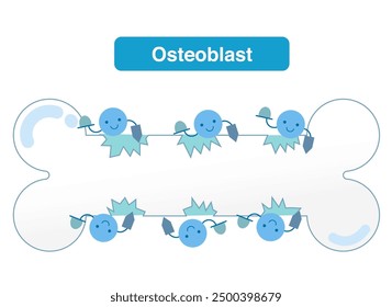 Mecanismos de reabsorción ósea y formación ósea por osteoclastos y osteoblastos. Ciclo de remodelación ósea