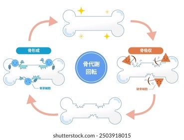 Mechanisms of bone resorption and bone formation by osteoclasts and osteoblasts. Bone Remodeling Cycle [Translate]Formation, Resorption, Bone Remodeling Cycle 