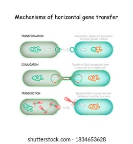 Mechanisms of horizontal gene transfer. conjugation (Transfer of DNA via a plasmid from a donor cell to a recipient), transduction (Bacterial DNA is moved from one bacterium to another by a virus)