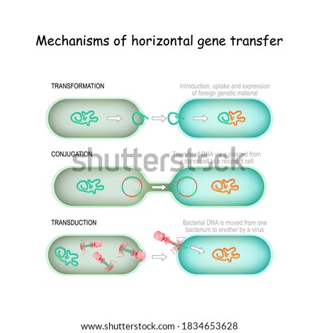 Mechanisms of horizontal gene transfer. conjugation (Transfer of DNA via a plasmid from a donor cell to a recipient), transduction (Bacterial DNA is moved from one bacterium to another by a virus) Stock photo © 