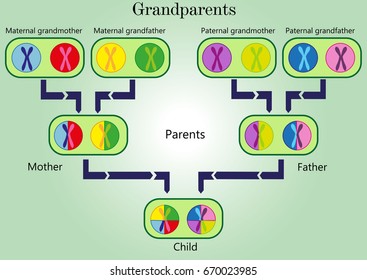 Genetic Inheritance Images Stock Photos Vectors Shutterstock