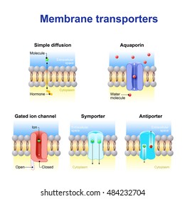 Mechanisms for the transport of ions and molecules across cell membranes. Types of a channel in the cell membrane: simple diffusion, Aquaporin, Gated ion channel, Symporter and Antiporter.