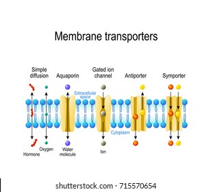 Mechanisms for the transport of ions and molecules across cell membranes. Types of a channel in the cell membrane: simple diffusion, Aquaporin, Gated ion channel, Symporter and Antiporter