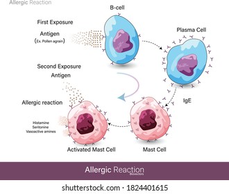 Mechansim of Human allergic reaction caused by foreign substance or Allergens like pollen grain which are harmless but lead to hypersensitivity and activation of Mast cell degranulation vector eps