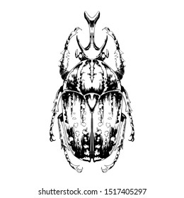 Mecynorhina polyphemus beetle vector detailed hand drawn illustration