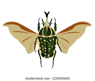 Mecynorhina polyphemus insect vector illustration