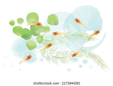 Medaka aquatic plants Japanese style illustration