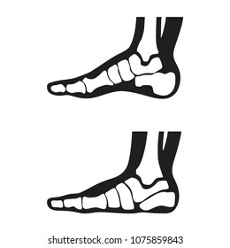 Medial foot anatomy Human foot with bones