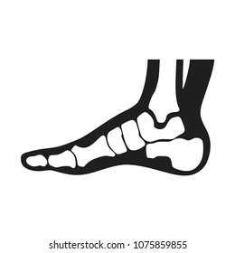 Medial foot anatomy Human foot with bones