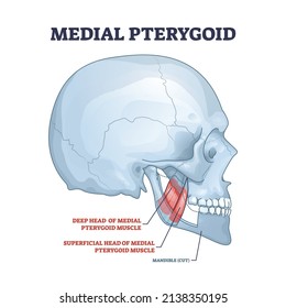 Músculo facial pterigoide medial como diagrama de esquema de parte del sistema muscular masticador. Esquema de anatomía educativa etiquetado con ilustración vectorial de posición profunda y superficial. Explicación médica.