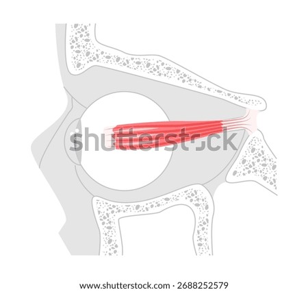 Medial rectus - Human eye muscle depicted in labeled anatomy chart, controls inward movement of the eyeball, critical in eye coordination and vision function education.