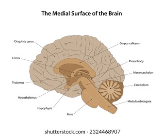 The Medial Surface of the Brain. Labelled diagram.