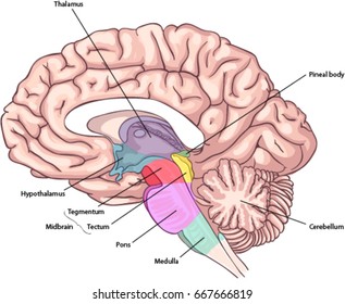 Brain Stem Images Stock Photos Vectors Shutterstock
