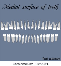 Medial surface of teeth surface of teeth - incisor, canine, premolar, molar upper and lower jaw. Vector illustration for print or design of the dental clinic