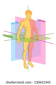 Median, Coronal, Horizontal, Sagittal Planes Of Human Body, Torso Of Man Athlete Front And Rear View, Anterior And Posterior, Muscular System, Strength, Fitness, Power