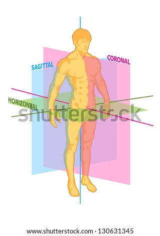 median, coronal, horizontal, sagittal planes of human body, torso of man athlete front and rear view, anterior and posterior, muscular system, strength, fitness, power