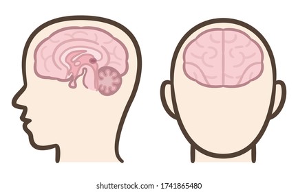 Median section of human brain