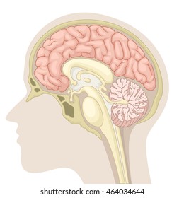 Median section of human brain