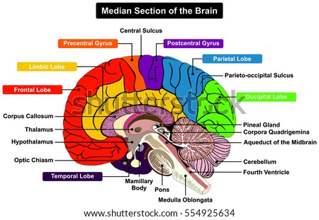 Median Section Human Brain Anatomical Structure Vector de stock (libre