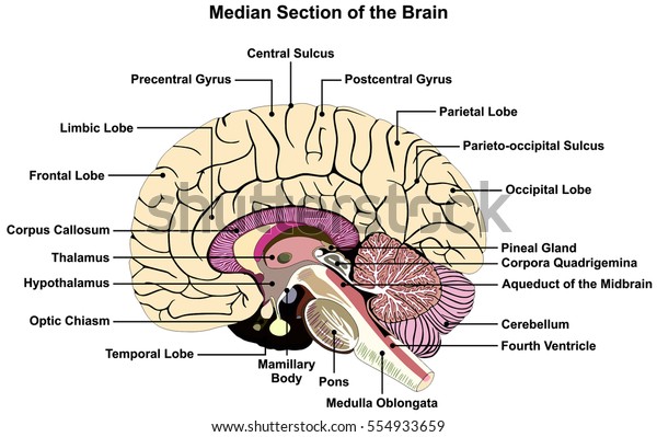 Median Section Human Brain Anatomical Structure Stock Vector (Royalty ...