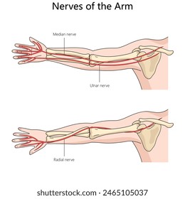 median, ulnar, and radial nerves in the arm with detailed anatomical labeling structure diagram hand drawn schematic vector illustration. Medical science educational illustration