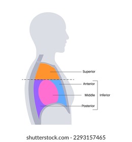 Afiche anatómico mediastinum. Espacio dentro del pecho que contiene corazón, pulmones y otras estructuras, cavidad torácica en el cuerpo humano. Cavidad pleural izquierda y derecha ilustración vectorial plana médica