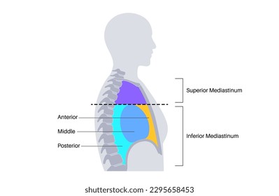 Mediastinum anatomical poster. Space within the chest that contains heart, lungs and other structure, thoracic cavity in the human body. Left and right pleural cavity medical flat vector illustration