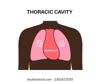 Mediastinum anatomical poster. Space within the chest that contains heart, lungs and other structure, thoracic cavity in the human body. Left and right pleural cavity medical flat vector illustration