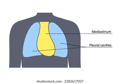 Mediastinum anatomical poster. Space within the chest that contains heart, lungs and other structure, thoracic cavity in the human body. Left and right pleural cavity medical flat vector illustration