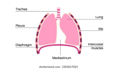 Mediastinum anatomical poster. Space within the chest that contains heart, lungs and other structure, thoracic cavity in the human body. Left and right pleural cavity medical flat vector illustration