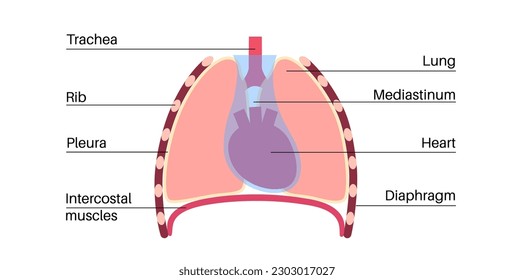 Mediastinum anatomical poster. Space within the chest that contains heart, lungs and other structure, thoracic cavity in the human body. Left and right pleural cavity medical flat vector illustration