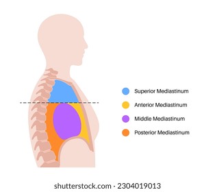 Mediastinum anatomical poster. Space within the chest that contains heart, lungs and other structure, thoracic cavity in the human body. Left and right pleural cavity medical flat vector illustration