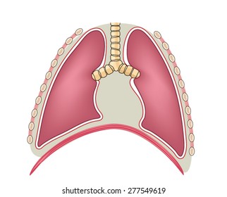 The Mediastinum And Pericardium In Relation To The Lungs And Diaphragm. 