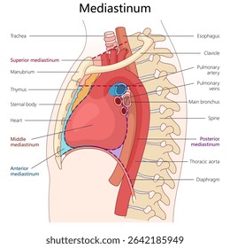 mediastinum showing its divisions superior, middle, anterior, and posterior with labeled internal organs and structures diagram hand drawn schematic vector illustration. Medical science educational