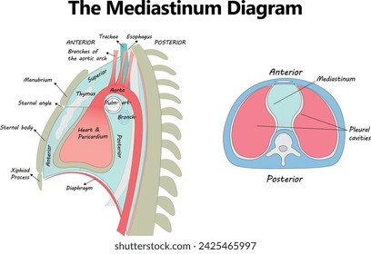 Das Mediastinum-Vektordiagramm mit eps-Formaten