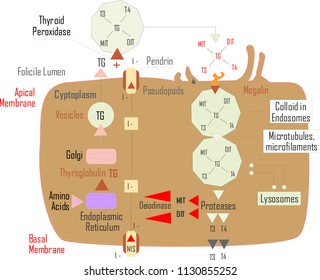 Medic hypothalamus illustration