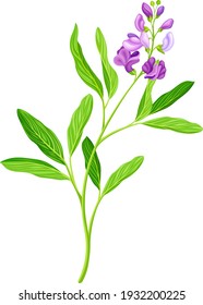 Medicago Sativa or Alfalfa Plant Having Elongated Leaves and Clusters of Small Purple Flowers Vector Illustration