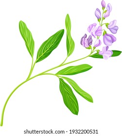 Medicago Sativa or Alfalfa Plant Having Elongated Leaves and Clusters of Small Purple Flowers Vector Illustration