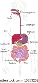 A medical anatomy diagram of a woman showing the human digestive system 