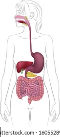 A medical anatomy diagram of a woman showing the human digestive system 